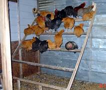 Actual picture of chickens roosting for those who don't know, bless your heart.